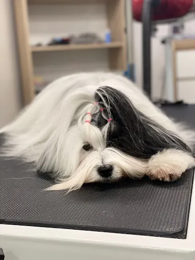 Groomer "Psistań" - Salon pielęgnacji psów w Poznaniu